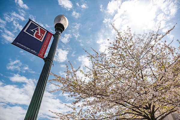 Cherry Blossoms on the AU campus