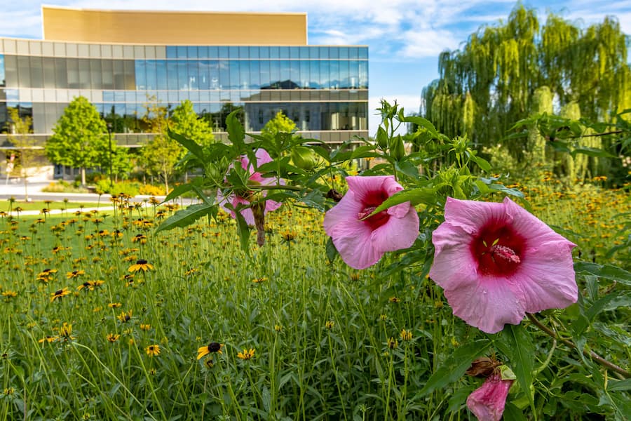 Flowers blooming new AU Hall of Science.