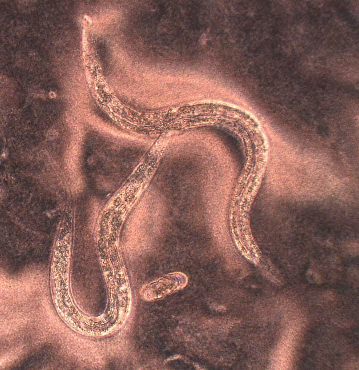 Subterrestrial nematode.