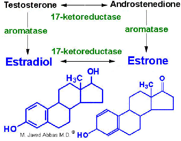 Hormone model