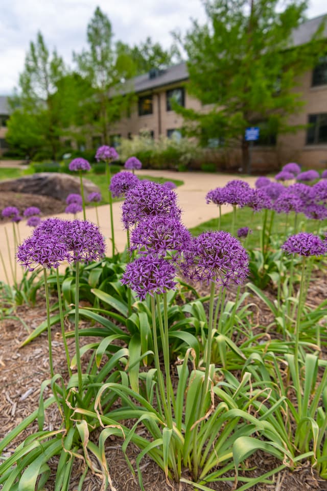 Pathway surrounded by flowers leading away from from AU Health Department.