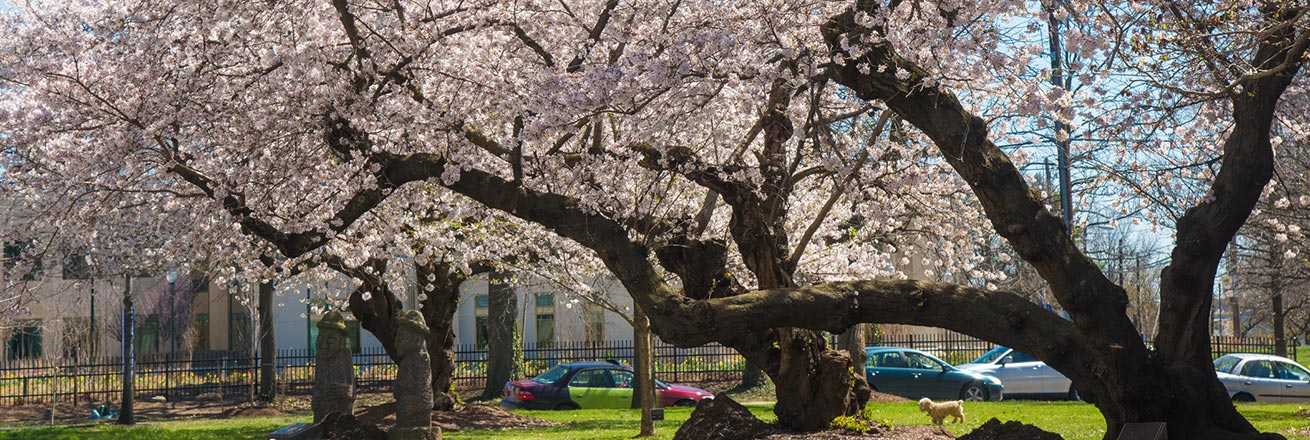 Cherry trees on campus