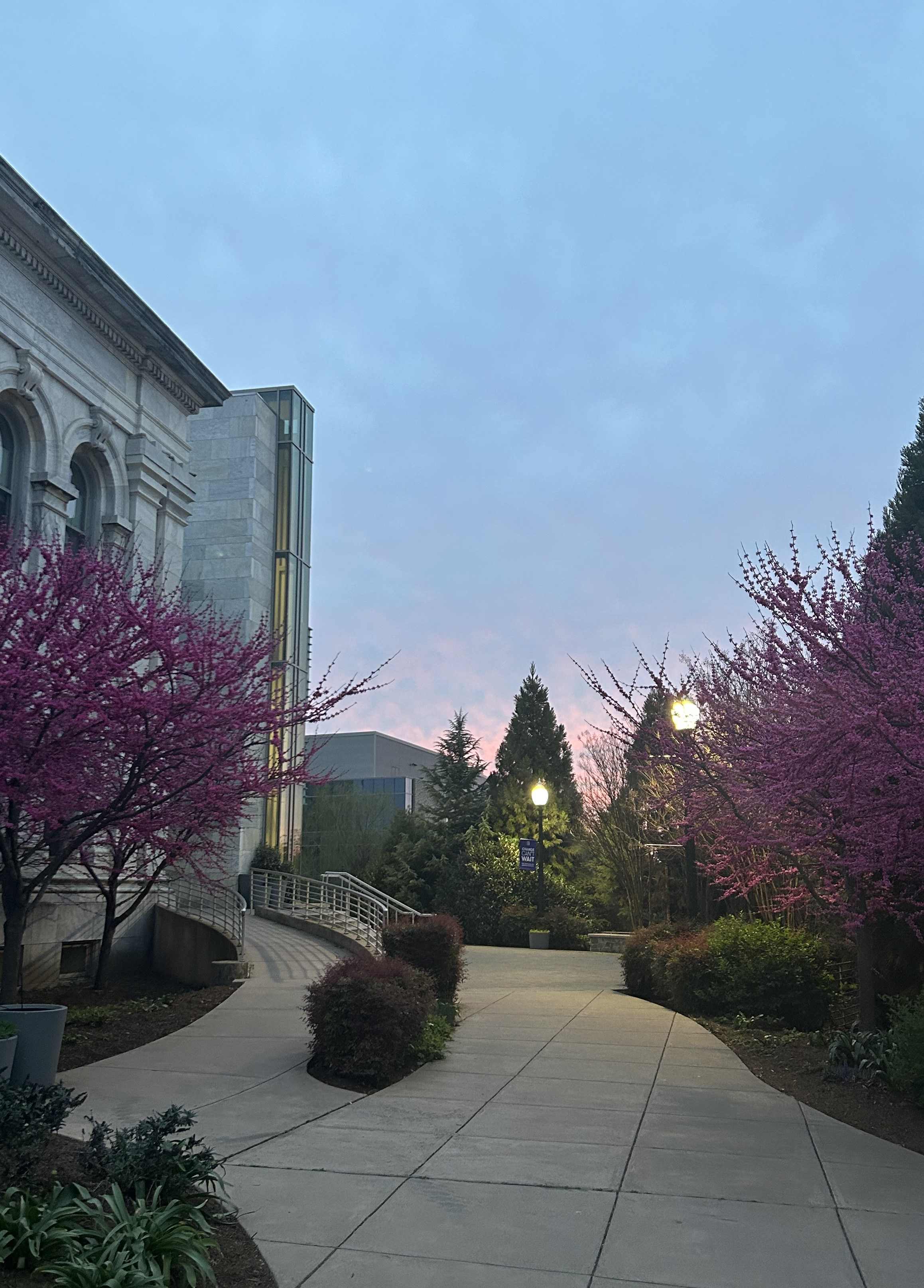 sunset with redbuds