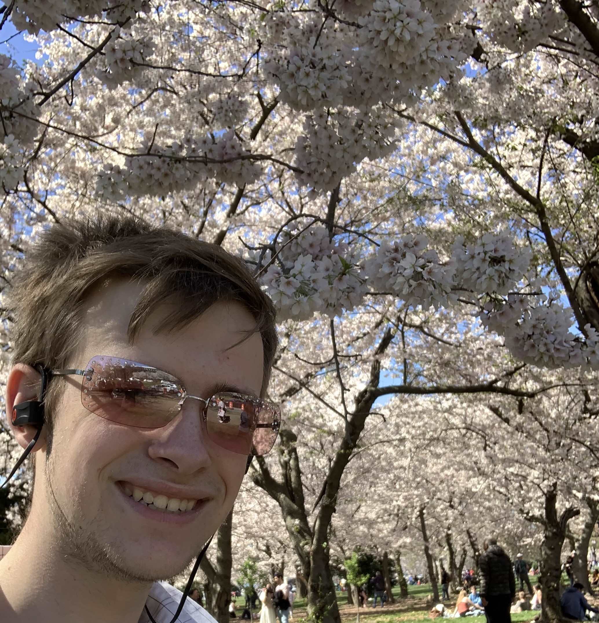 person standing under cherry tree