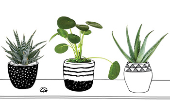 Shannon Post's favorite houseplants