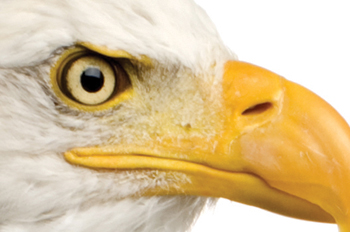 A bald eagle