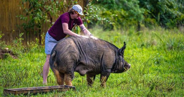 Patrick Atwell stands with Clyde, an Airlie Berkshire pig. Photo by Jeff Watts. 