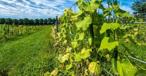 The Airlie Berkshire Farm fields. Photo by Jeff Watts.