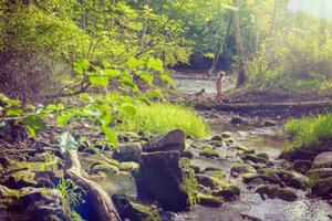 Forest stream