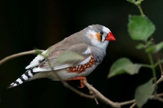 A zebra finch perched.